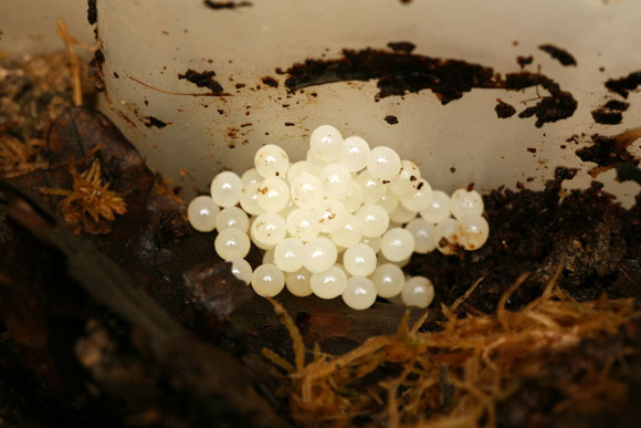 snůška Hemiplecta wichmanii Rantepao, Celebes, Indonesia